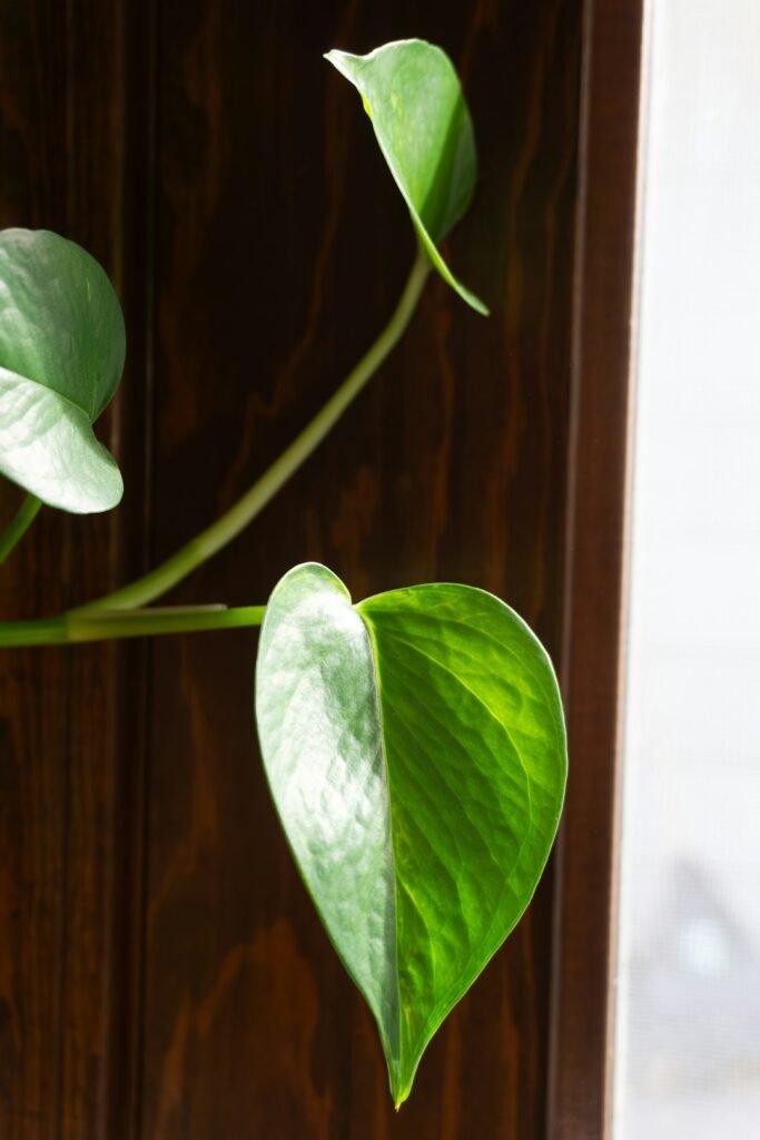 Green pothos leaves growing indoors