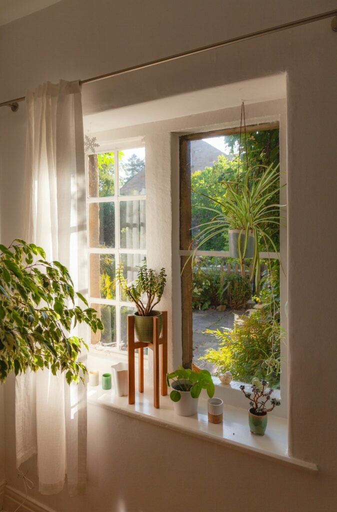Houseplants on a sunlit windowsill