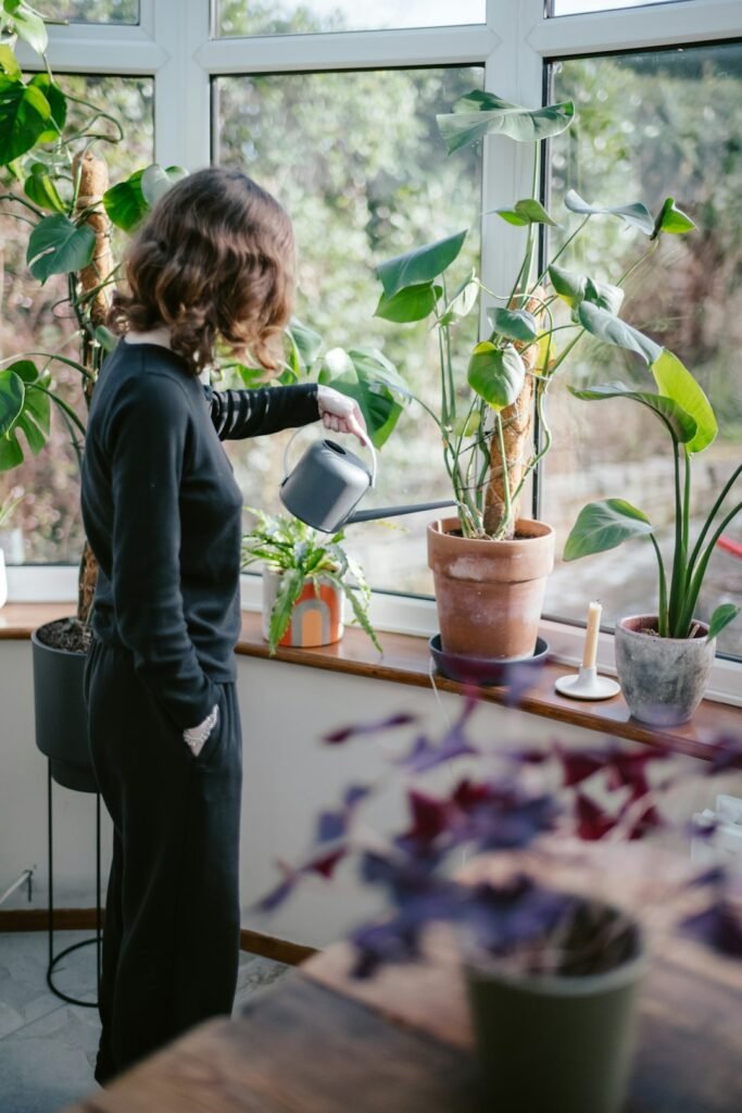 Watering an indoor plant beside a window