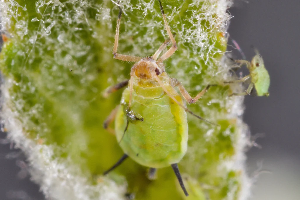 Close-up of a green aphid on a leaf, the kind of houseplant pest to catch early during quarantine