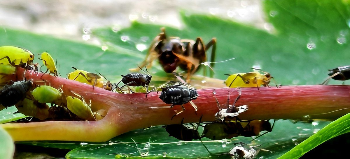 Aphids, a common houseplant pest, clustered on a soft stem beside a tending ant