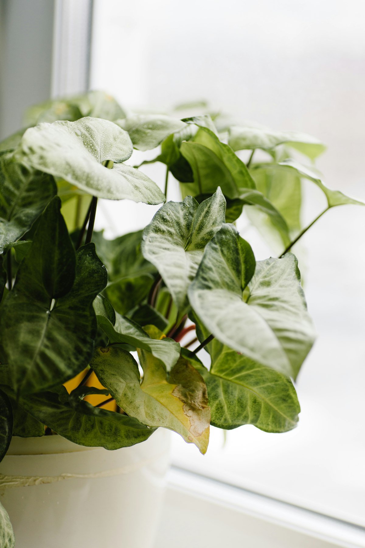 Arrowhead plant beside a bright window, showing how to read houseplant light in a room