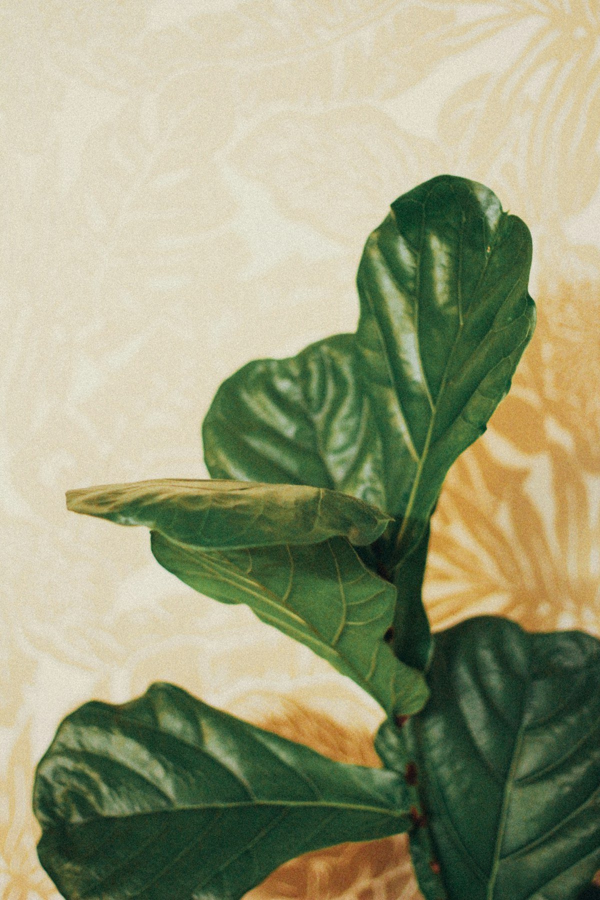 Clean glossy fiddle leaf fig plant leaves against a soft patterned backdrop