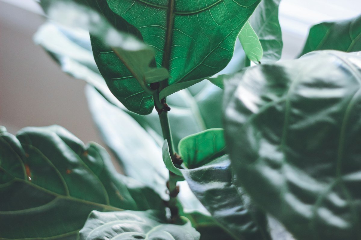 Close-up of a fiddle leaf fig stem and leaves to check before cleaning or pruning