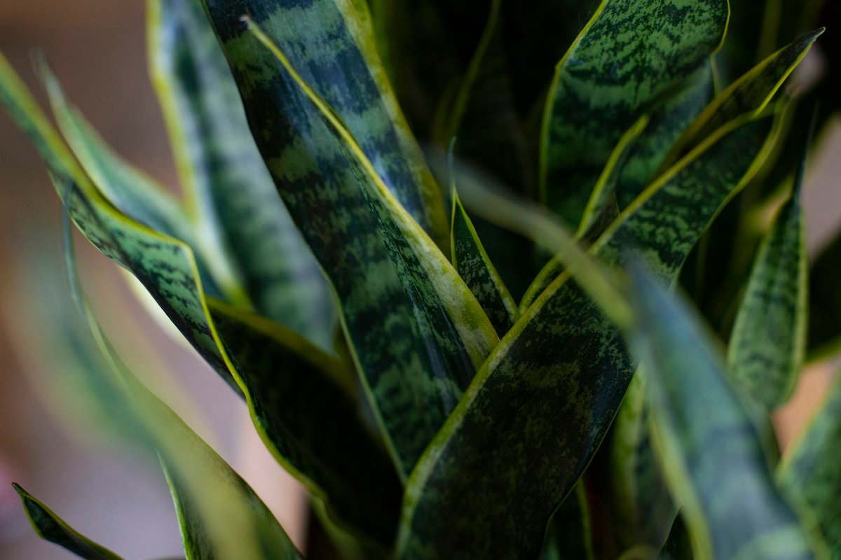 Close-up of dark green banded leaves on an indoor snake plant