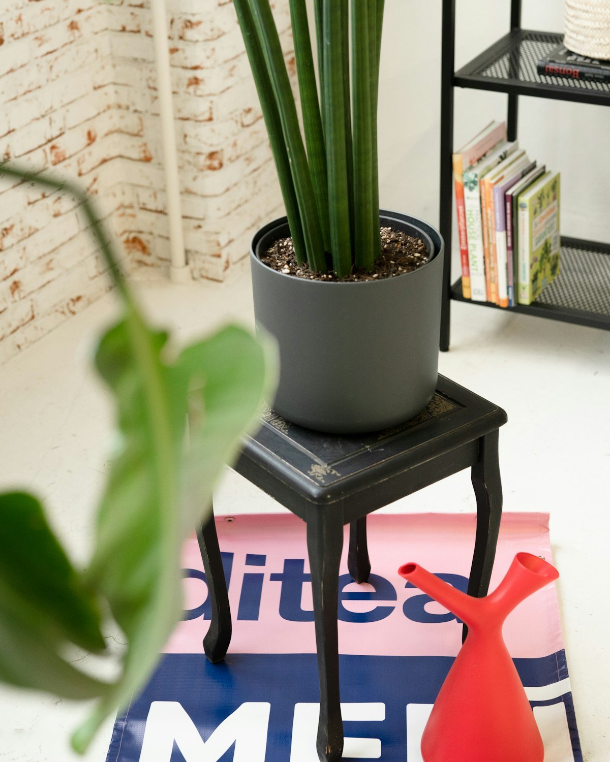 Cylindrical indoor snake plant in a grey pot on a black stool beside a bookshelf