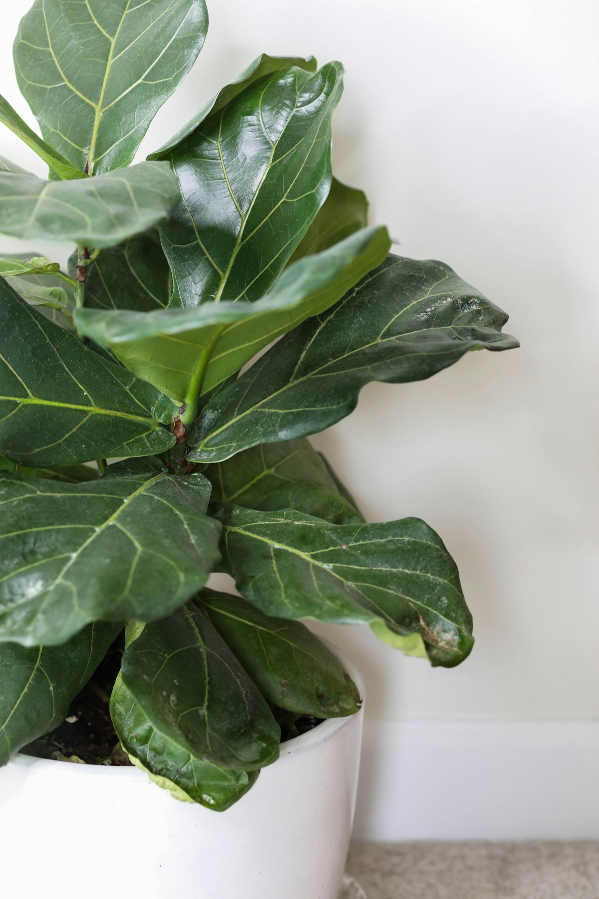 Fiddle leaf fig in a white pot with broad glossy leaves, ready for indoor care