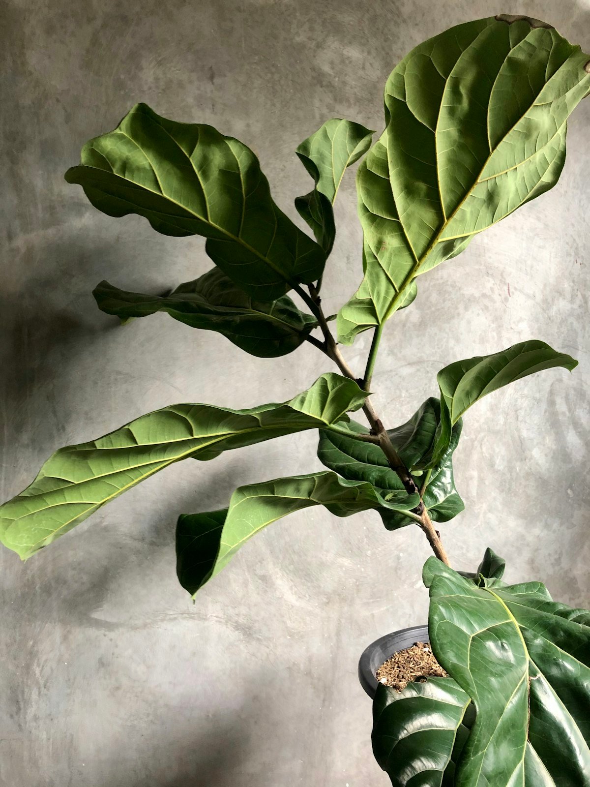 Fiddle leaf fig leaves catching strong side light against a concrete wall indoors