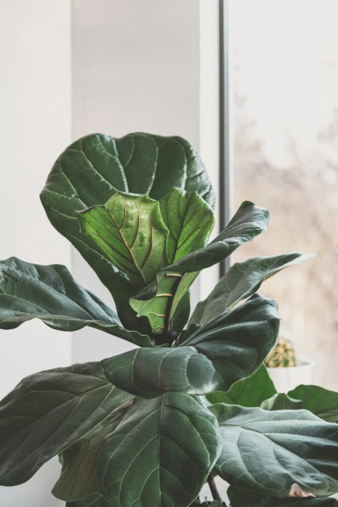 Fiddle leaf fig plant beside a bright window in a modern home