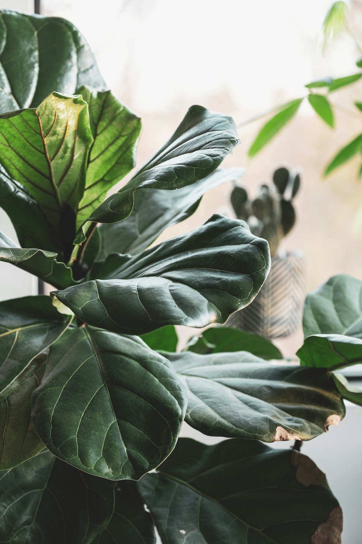 Fiddle leaf fig plant placed near a sunny window with other houseplants behind