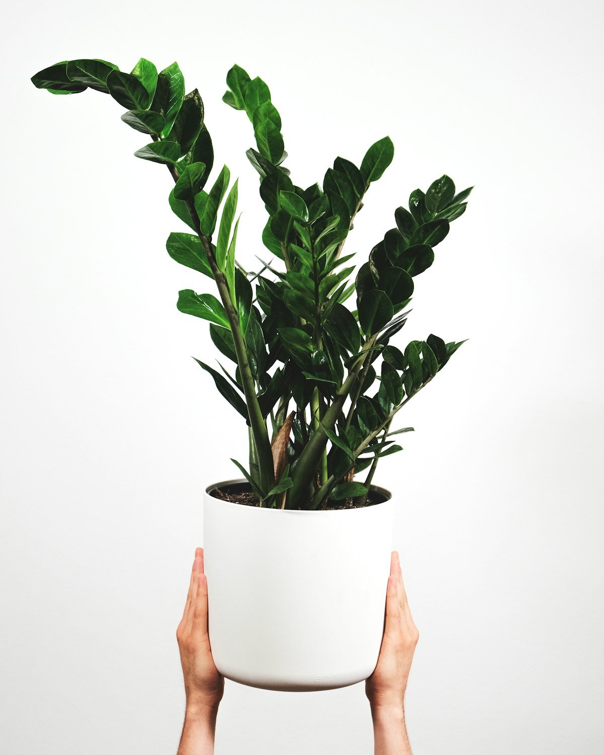 Hands holding a ZZ plant in a white pot, one of the best low-maintenance indoor plants