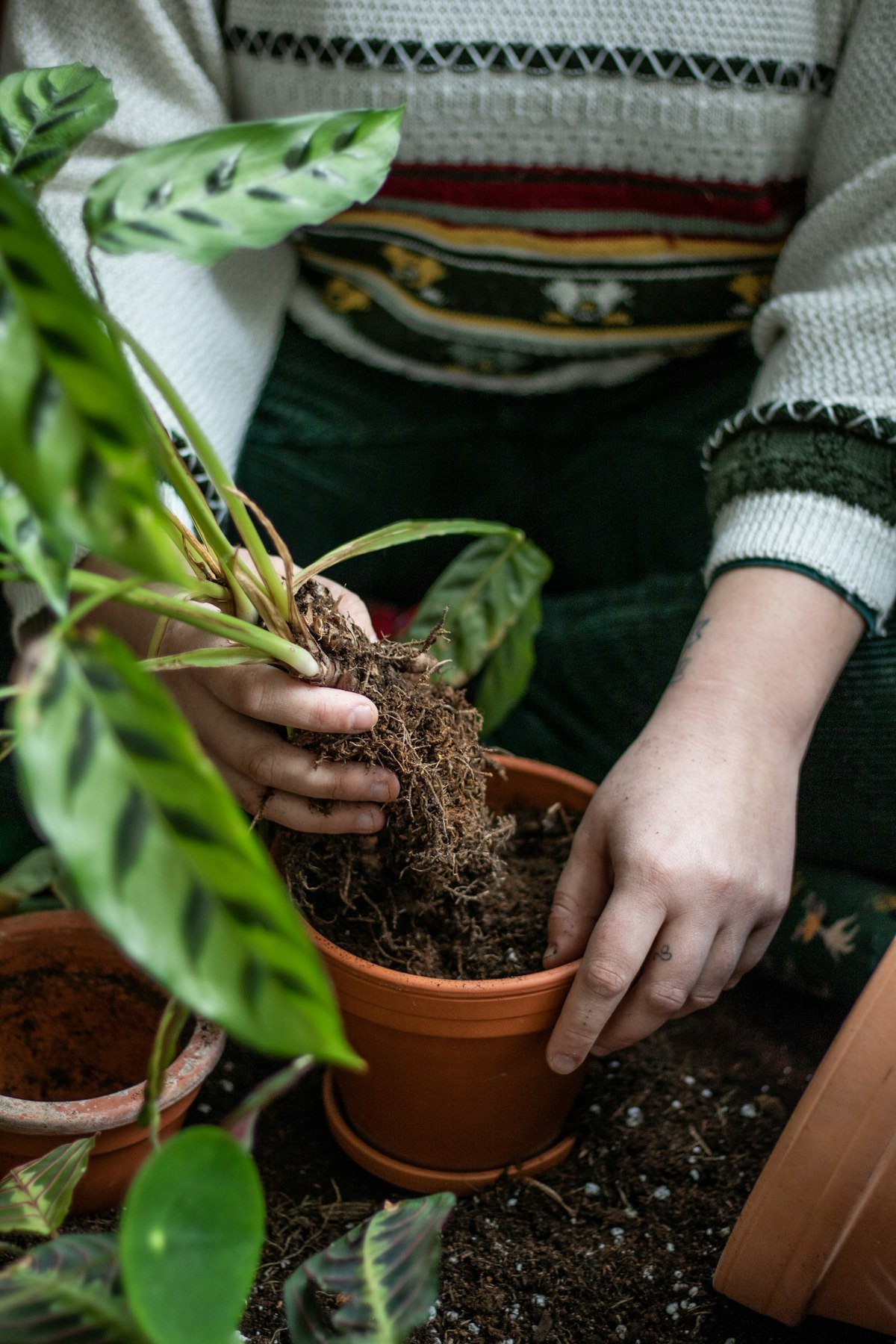 Hands replanting a calathea into a terracotta pot with fresh mix during root rot rescue
