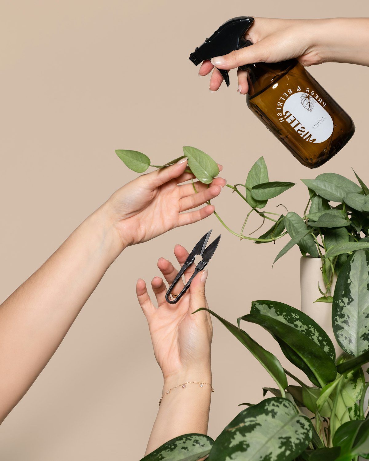 Hands spraying a pothos vine and trimming leaves to get rid of spider mites