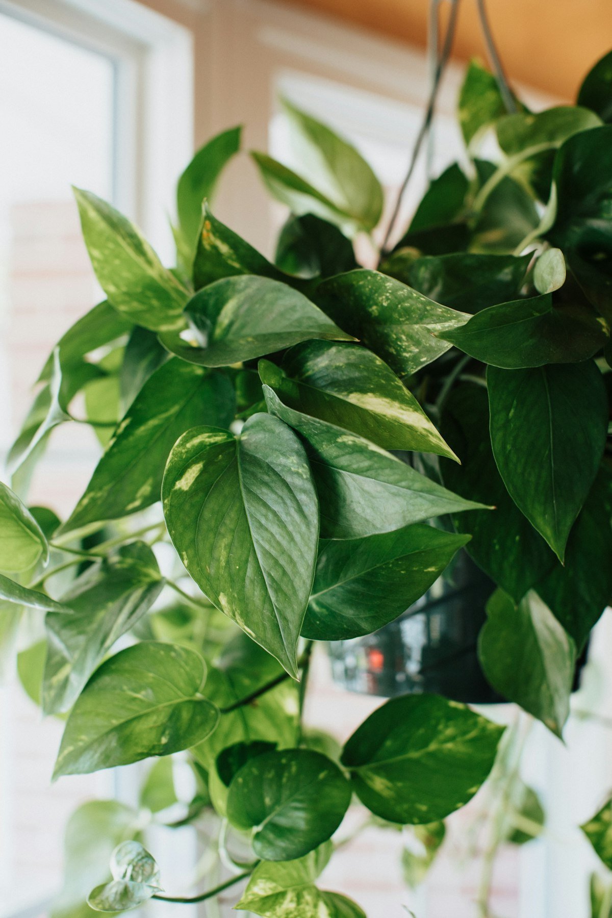 Healthy golden pothos trailing in bright filtered light, which helps prevent yellow leaves