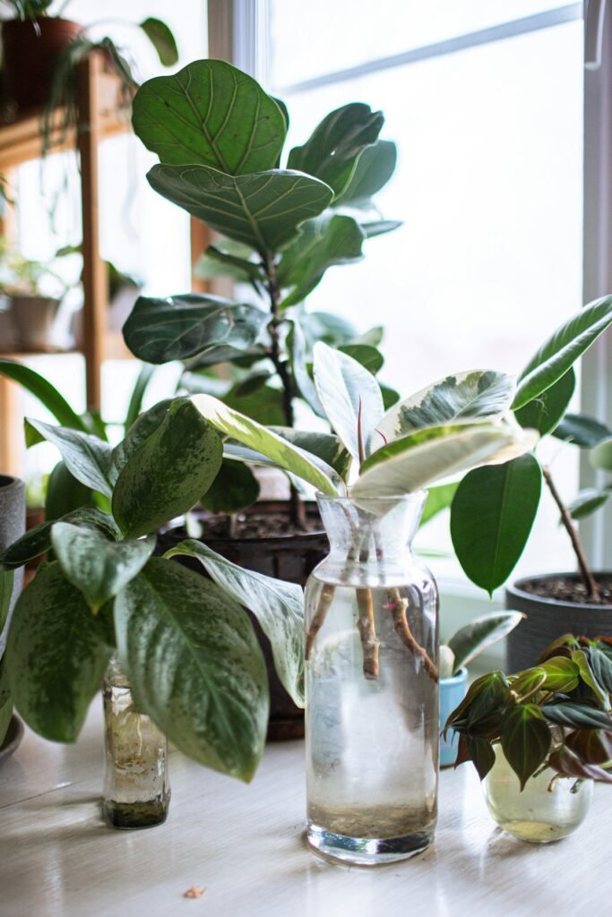 Houseplants and propagation jars on a sunny windowsill, set up for an easy indoor plant care routine