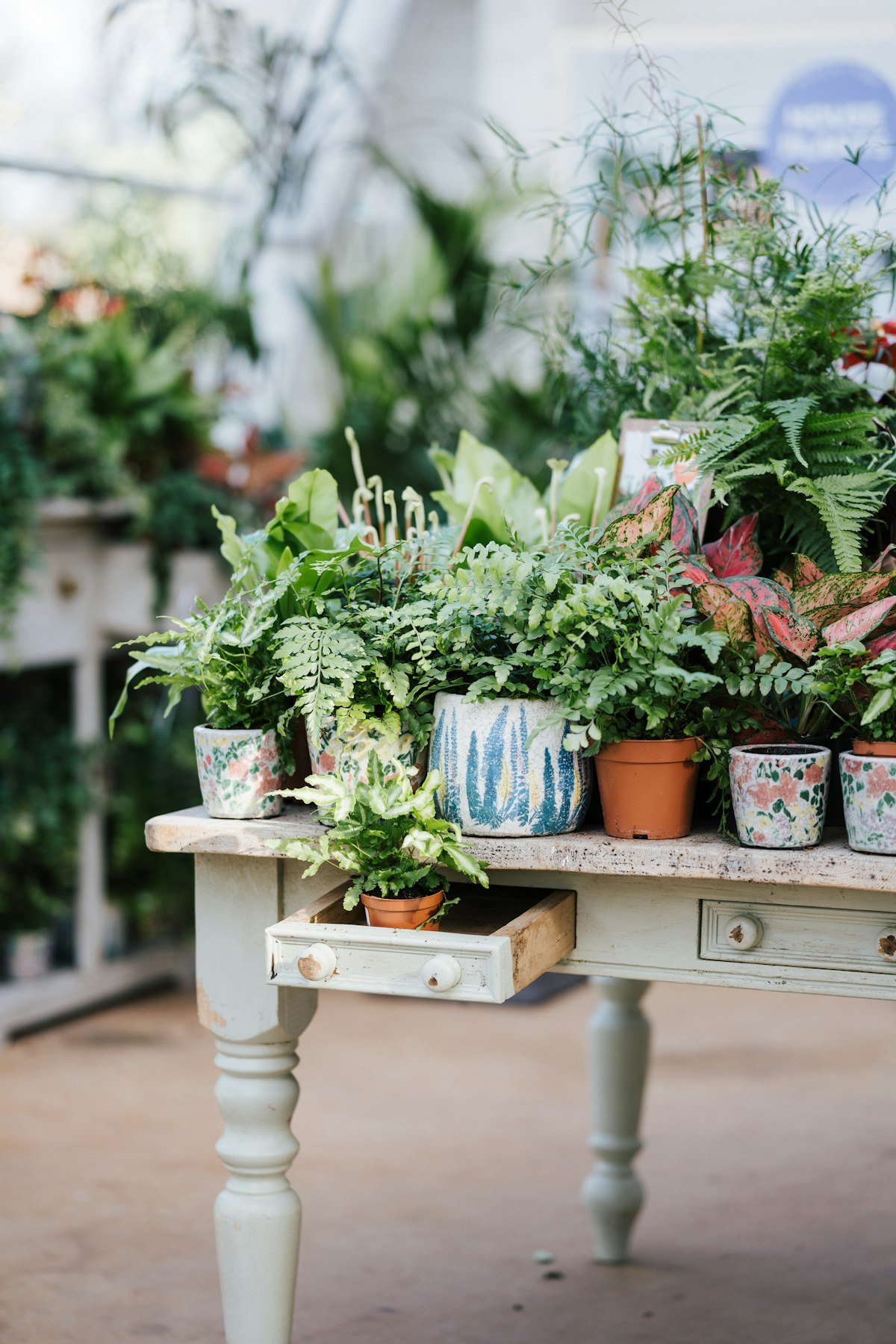 Indoor plant shop table filled with potted ferns, calatheas and foliage plants