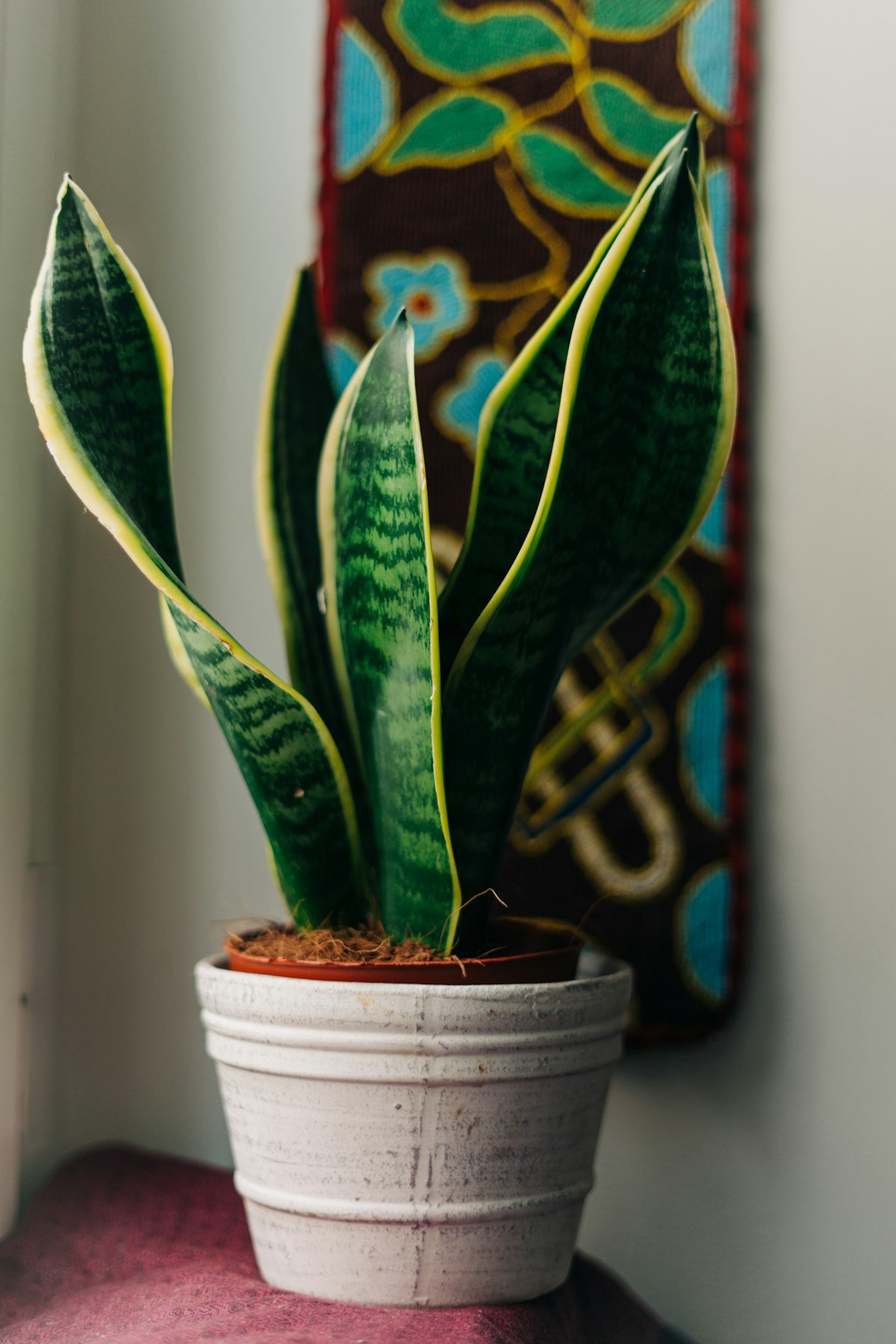Indoor snake plant with yellow-edged upright leaves in a pale ceramic pot