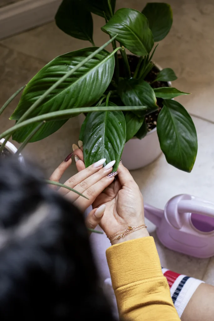 Hands inspecting the leaves of a new peace lily for pests during a day-one houseplant quarantine check