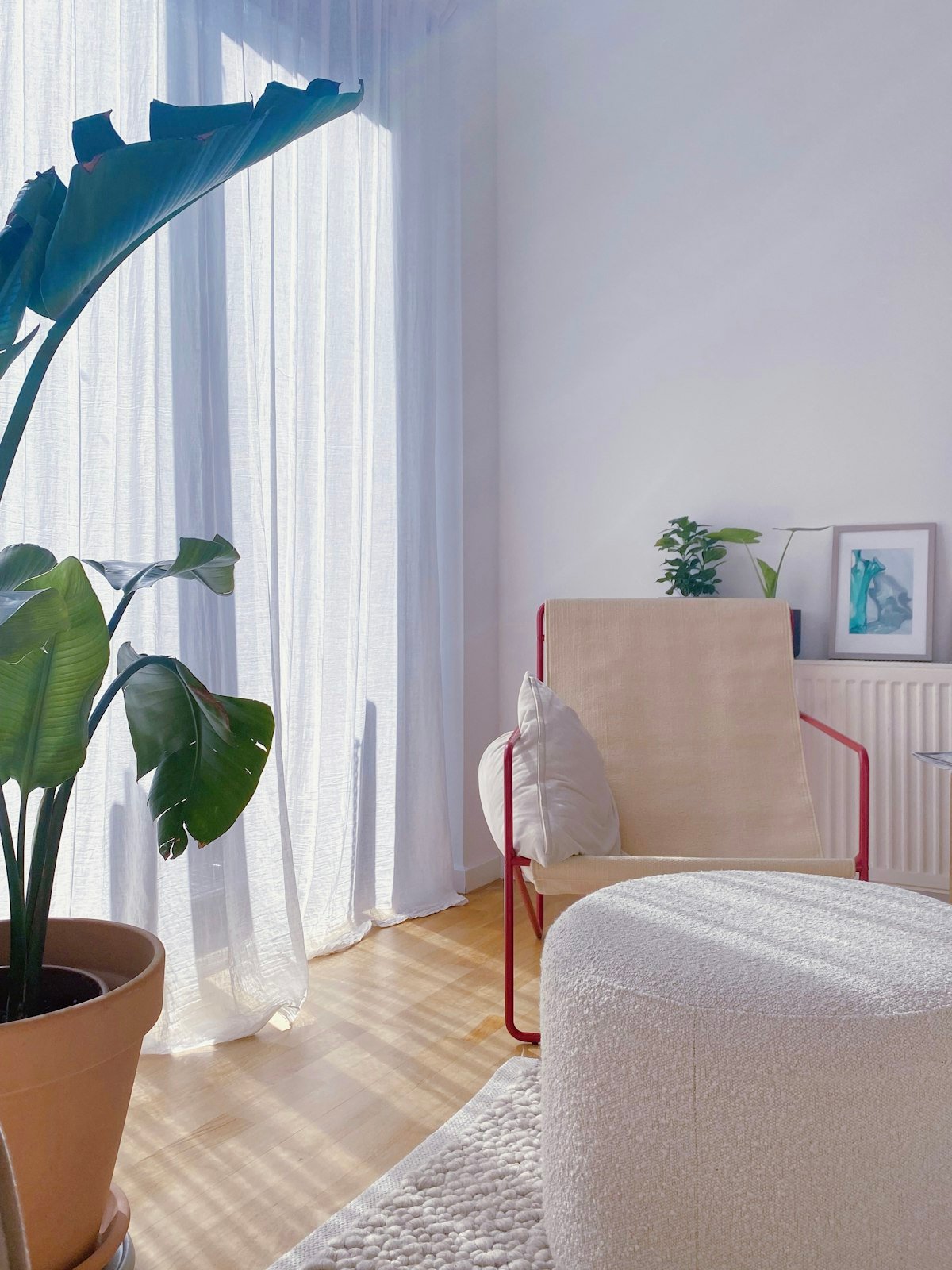 Large-leaved indoor plant beside a sunlit sheer curtain, showing how light guides indoor plants for home