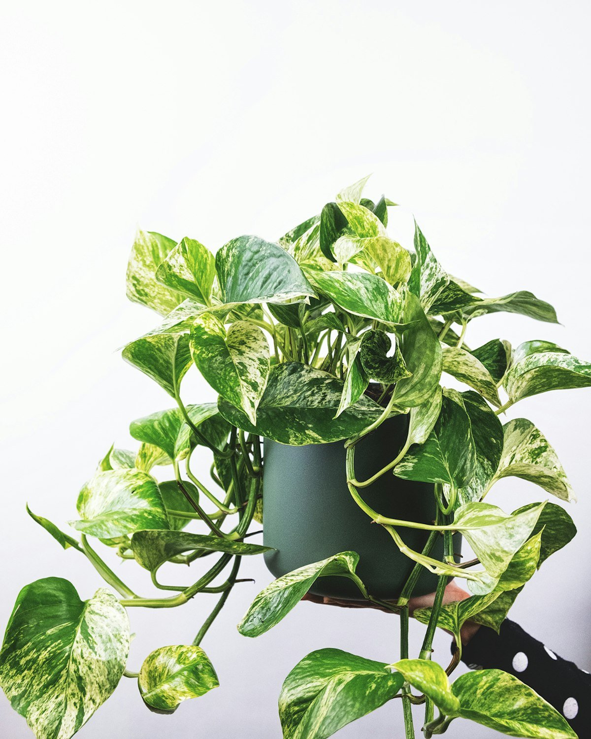 Marble queen pothos with cream-streaked leaves trailing from a dark pot in bright indirect light