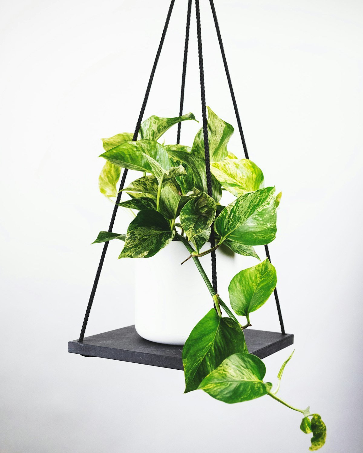 Pothos vines trailing from a hanging shelf planter, showing how to encourage fuller growth