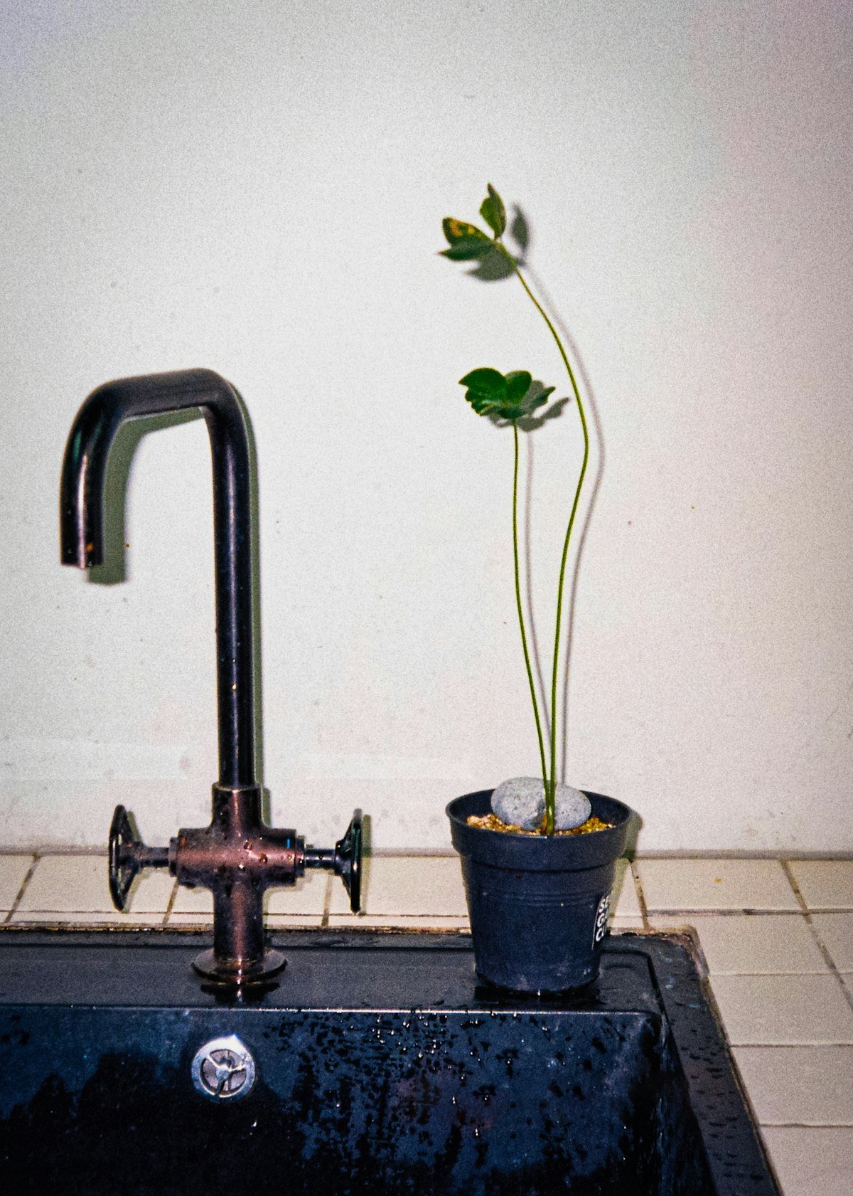 Potted plant beside a sink faucet for a thorough soak, part of an indoor plant watering schedule
