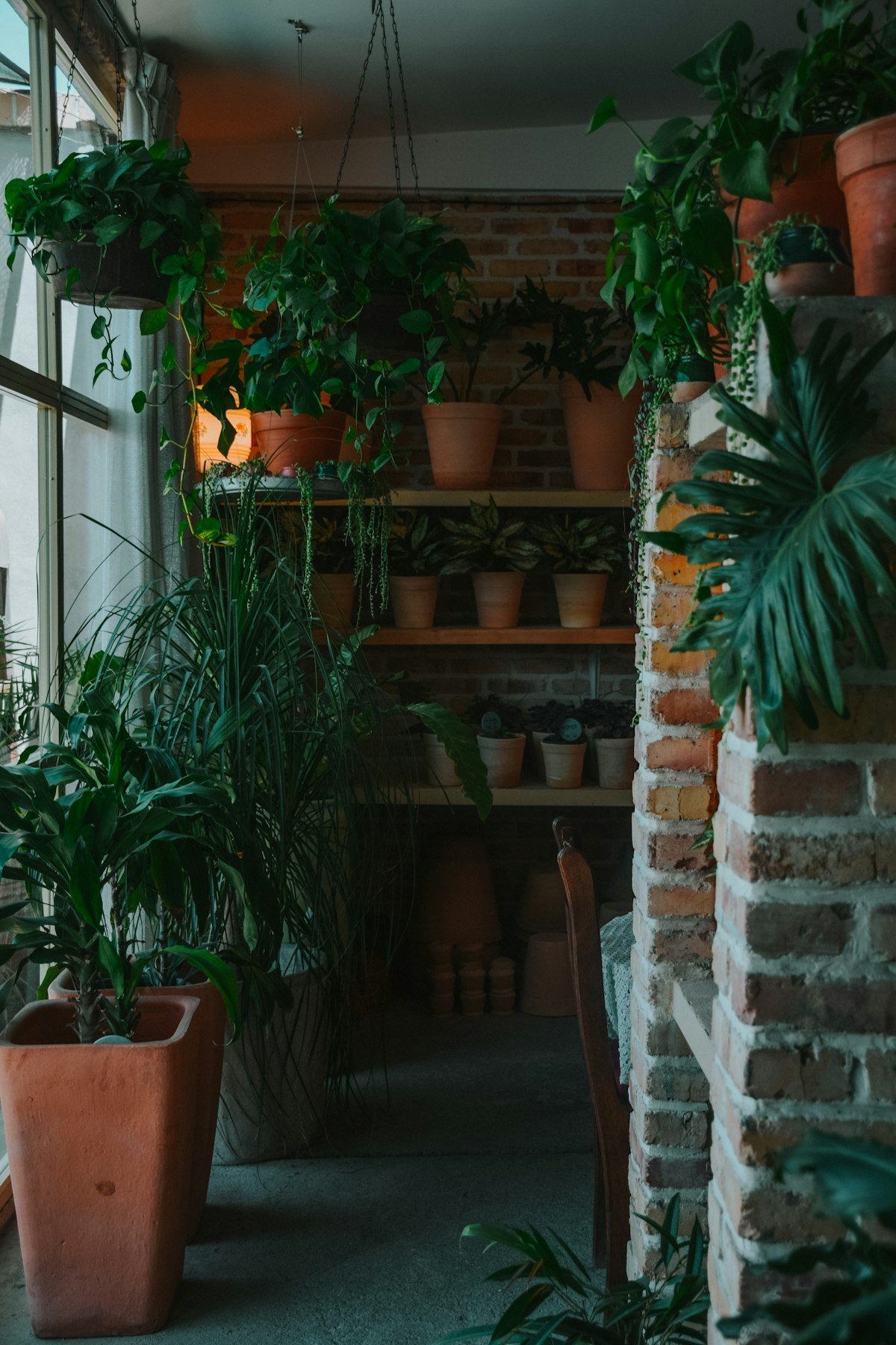 Shelves of potted plants inside a small indoor plant shop with brick walls