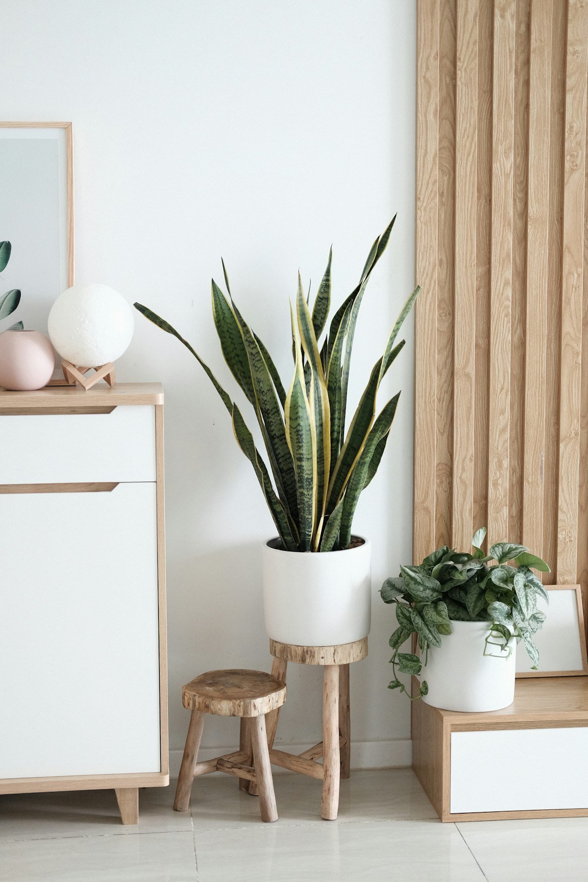 Snake plant and small leafy plant styled on stools in a calm room with low-maintenance indoor plants