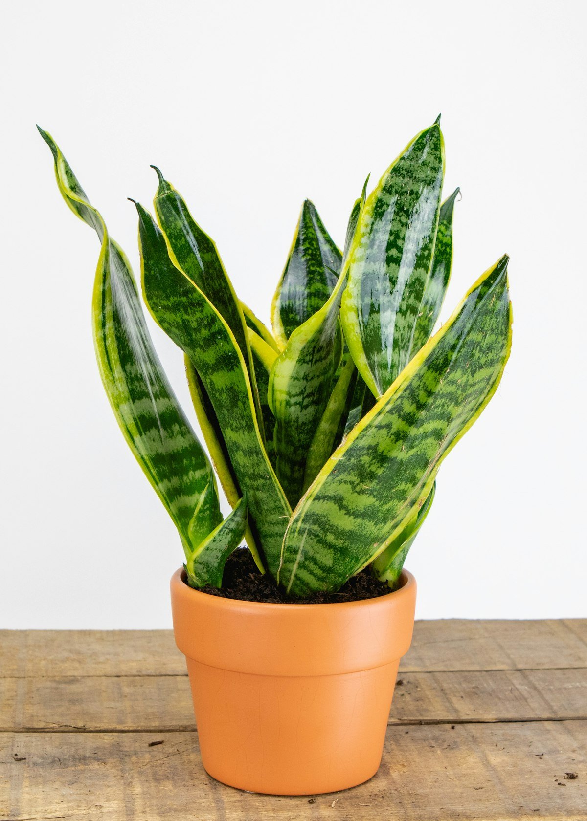 Snake plant in a well-fitted terracotta pot, a reliable soil and pot choice for snake plant care