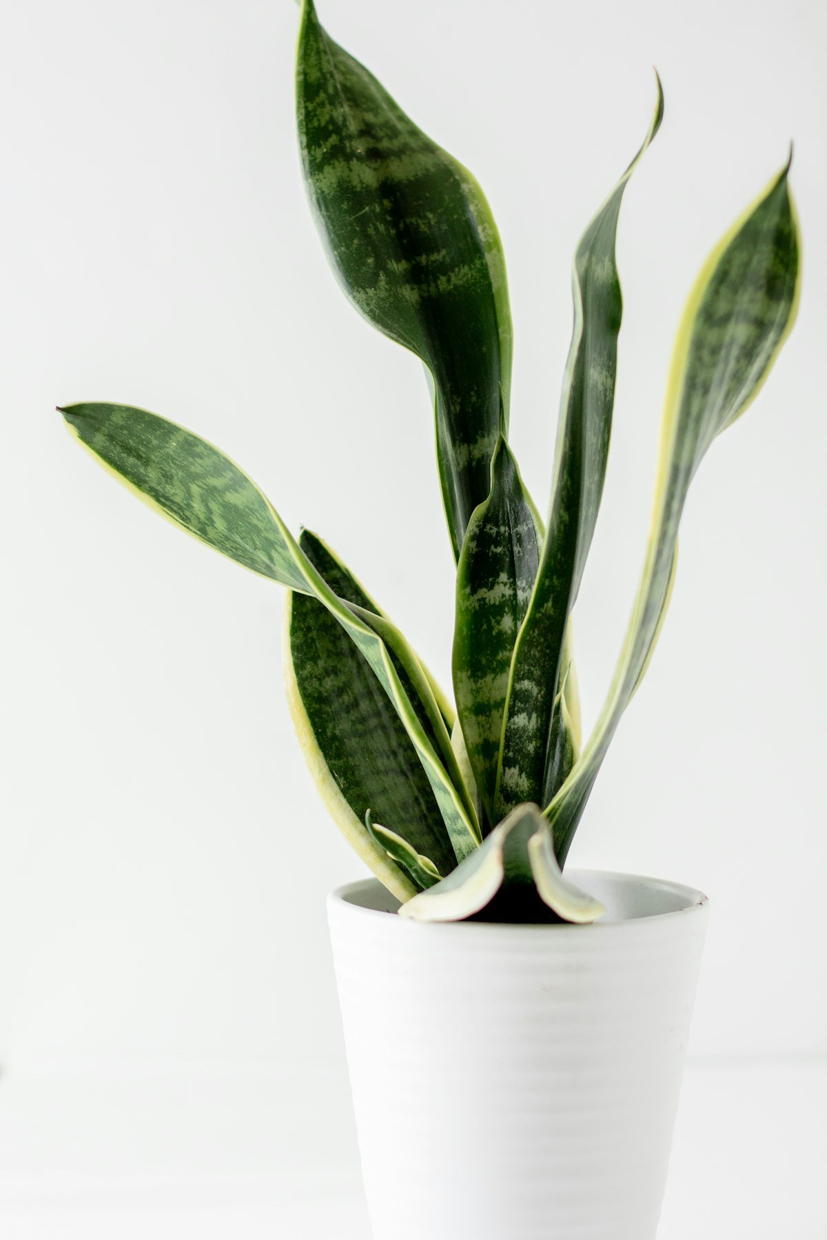 Snake plant in a white pot, a structural pick for modern indoor plants