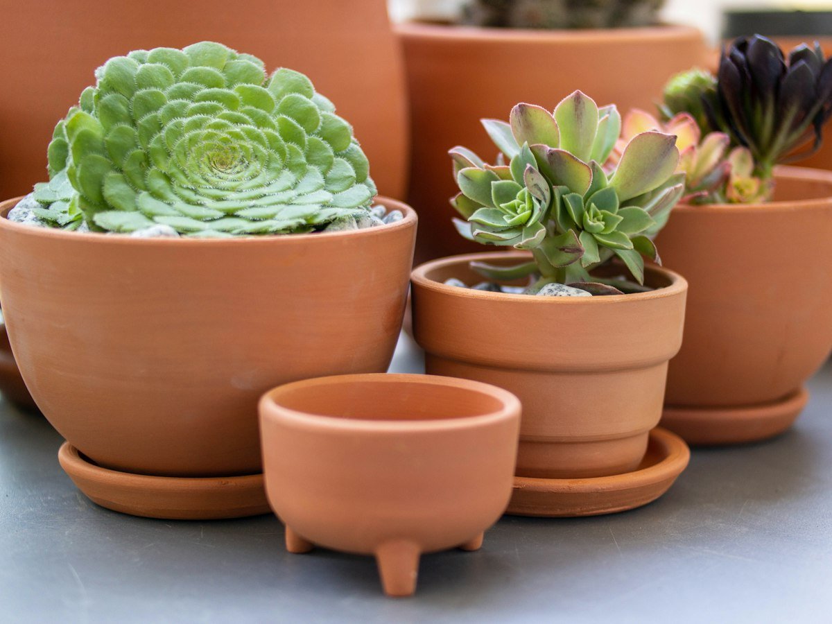 Succulents in terracotta pots of graduated sizes, helping you choose the next pot when repotting