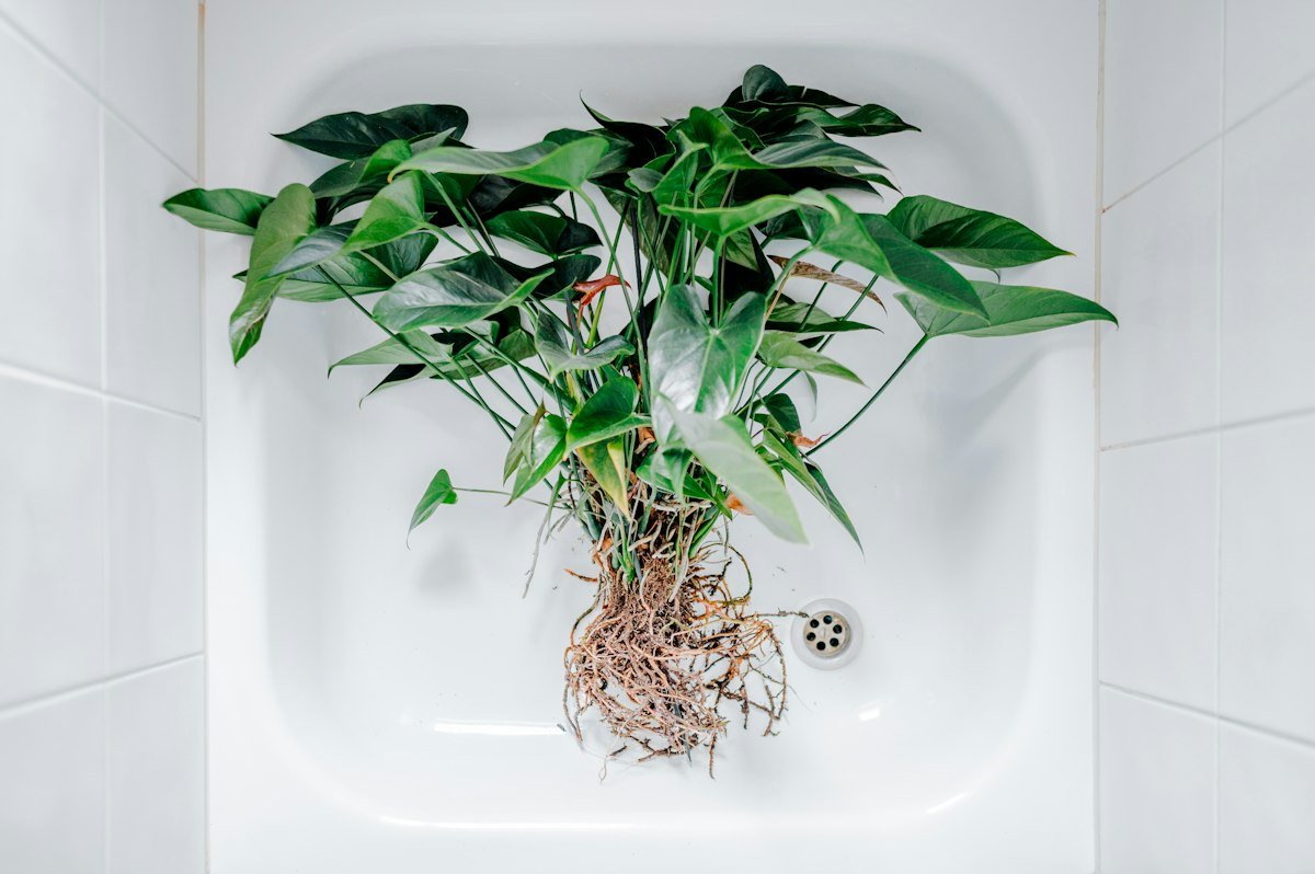 Unpotted houseplant with bare rinsed roots in a white sink, ready for a root rot check