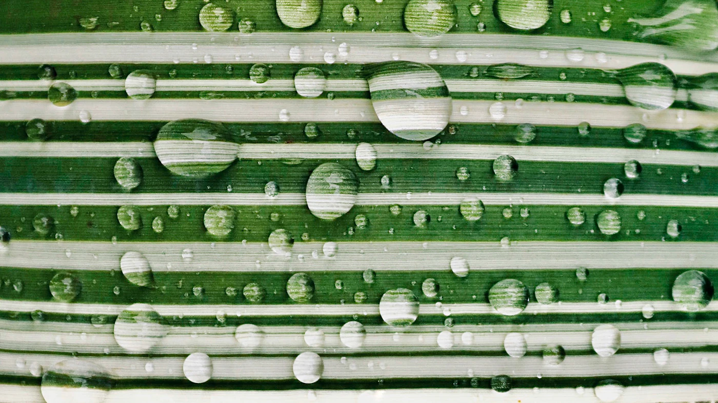 Rinse soap residue off houseplant leaves Water droplets on a striped green leaf after rinsing soap spray off a houseplant