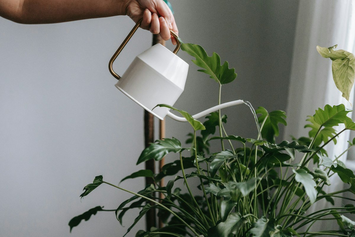 Watering a leafy houseplant with a white can, adjusting houseplant watering to each plant