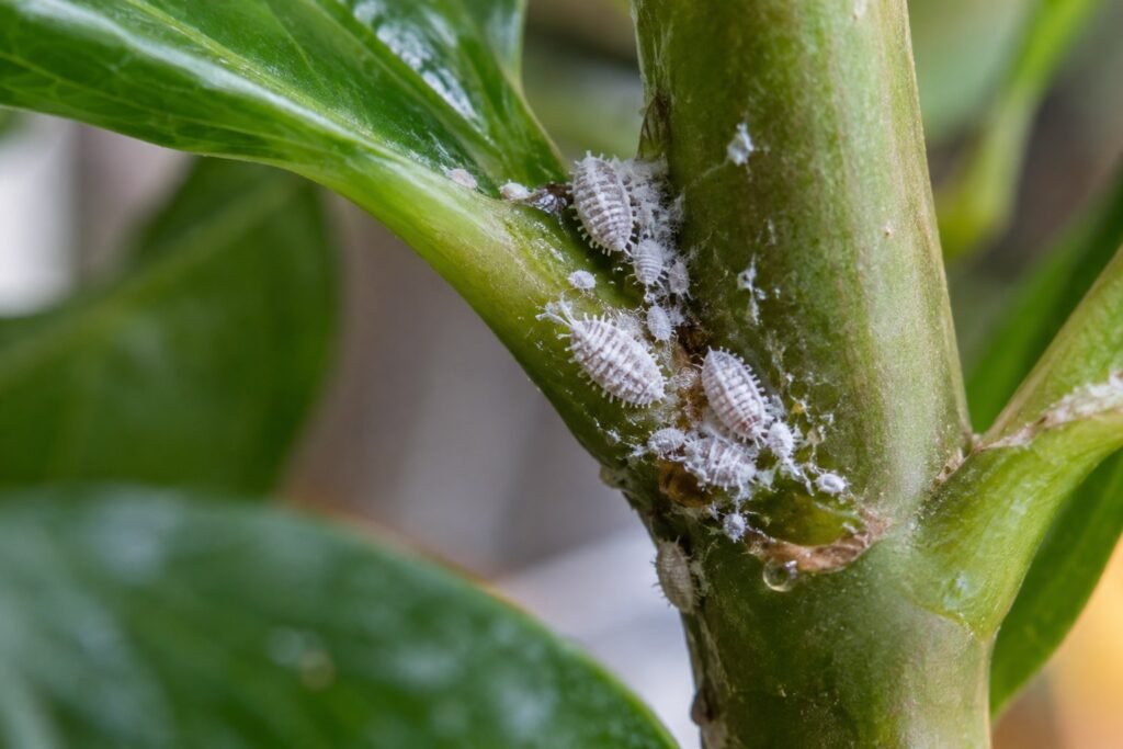 White cottony mealybugs clustered in the leaf joint of a houseplant stem