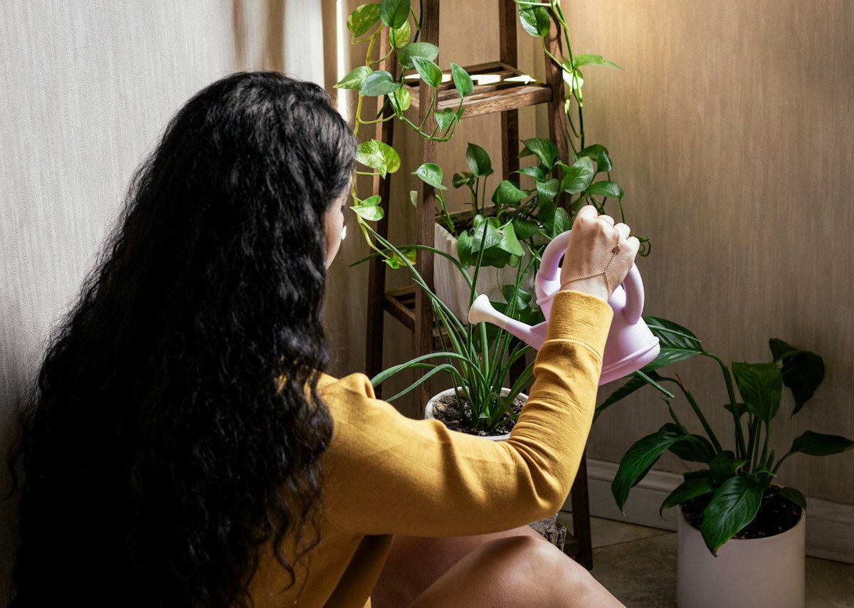 Woman watering houseplants by a window while following an indoor plant watering schedule
