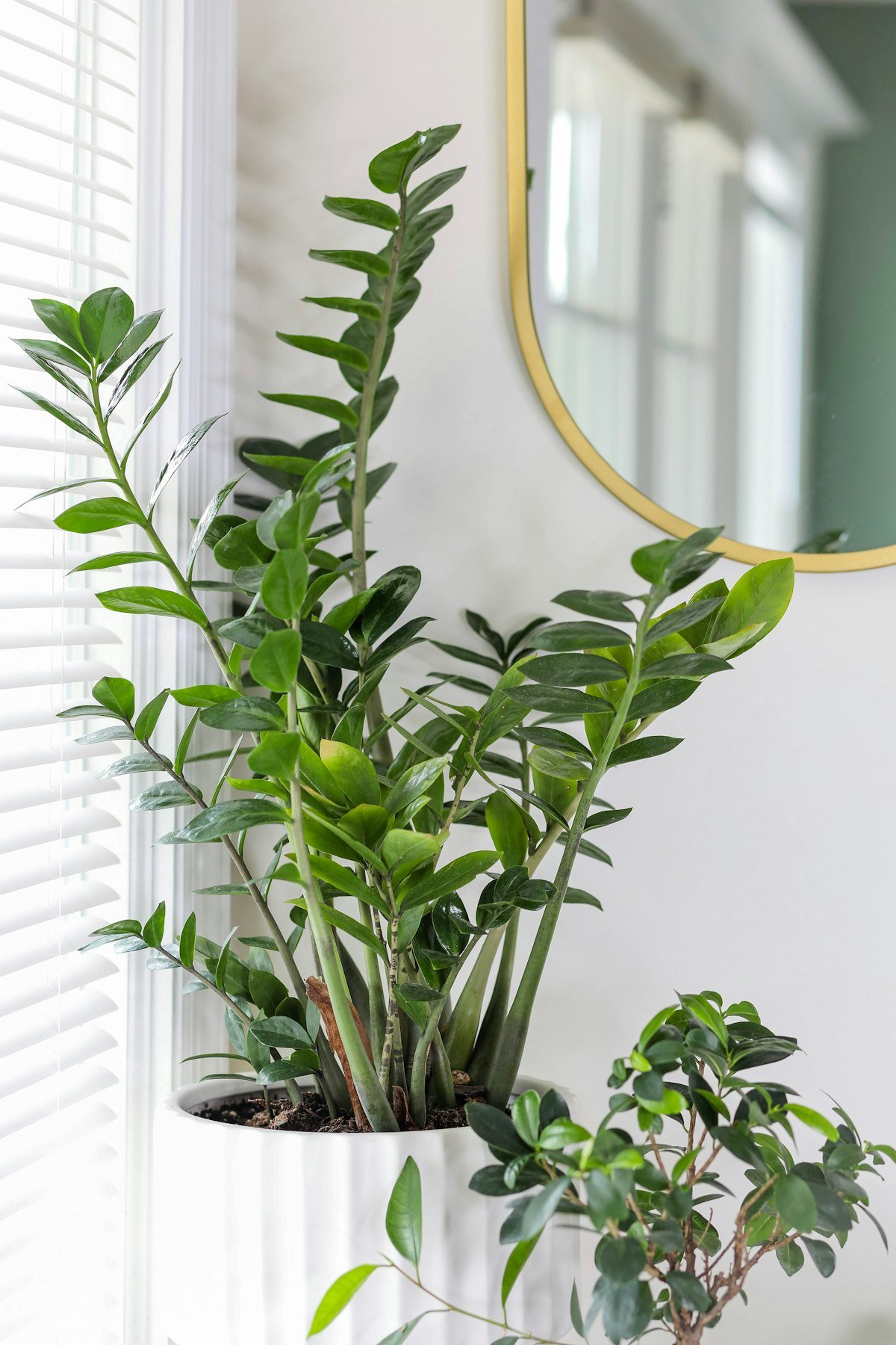 ZZ plant beside window blinds, one of the best low-light plants for apartments